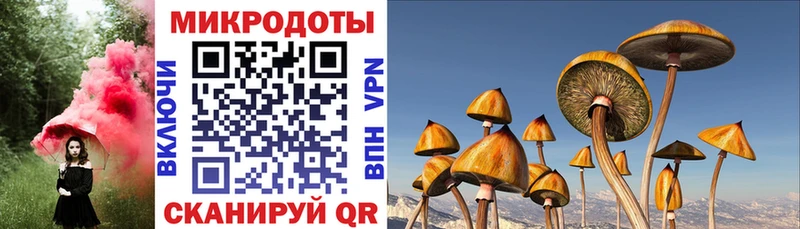 Купить закладки  Губкинский  Галлюциногенные грибы GOLDEN TEACHER 